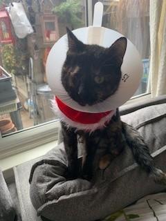 Enlarge Natalie, an adopted Domestic Short Hair in Hamilton, ON image 3/3