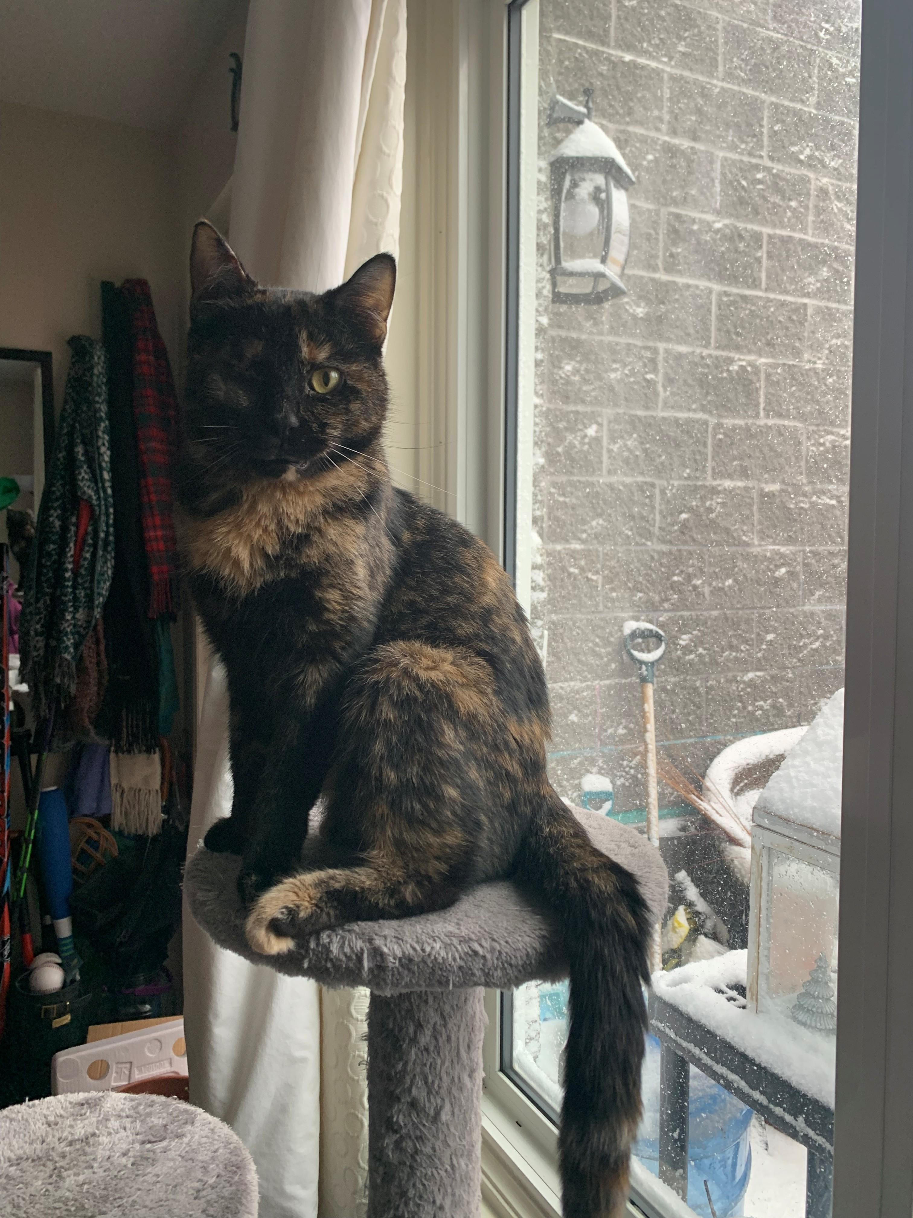 Enlarge Natalie, an adopted Domestic Short Hair in Hamilton, ON image 1/3