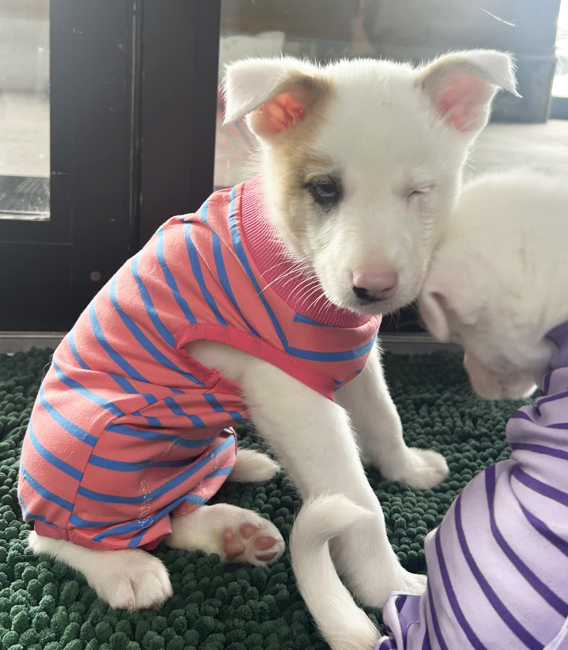 Enlarge Sky, a ADOPTABLE Australian Shepherd in Manhattan, KS image 5/6