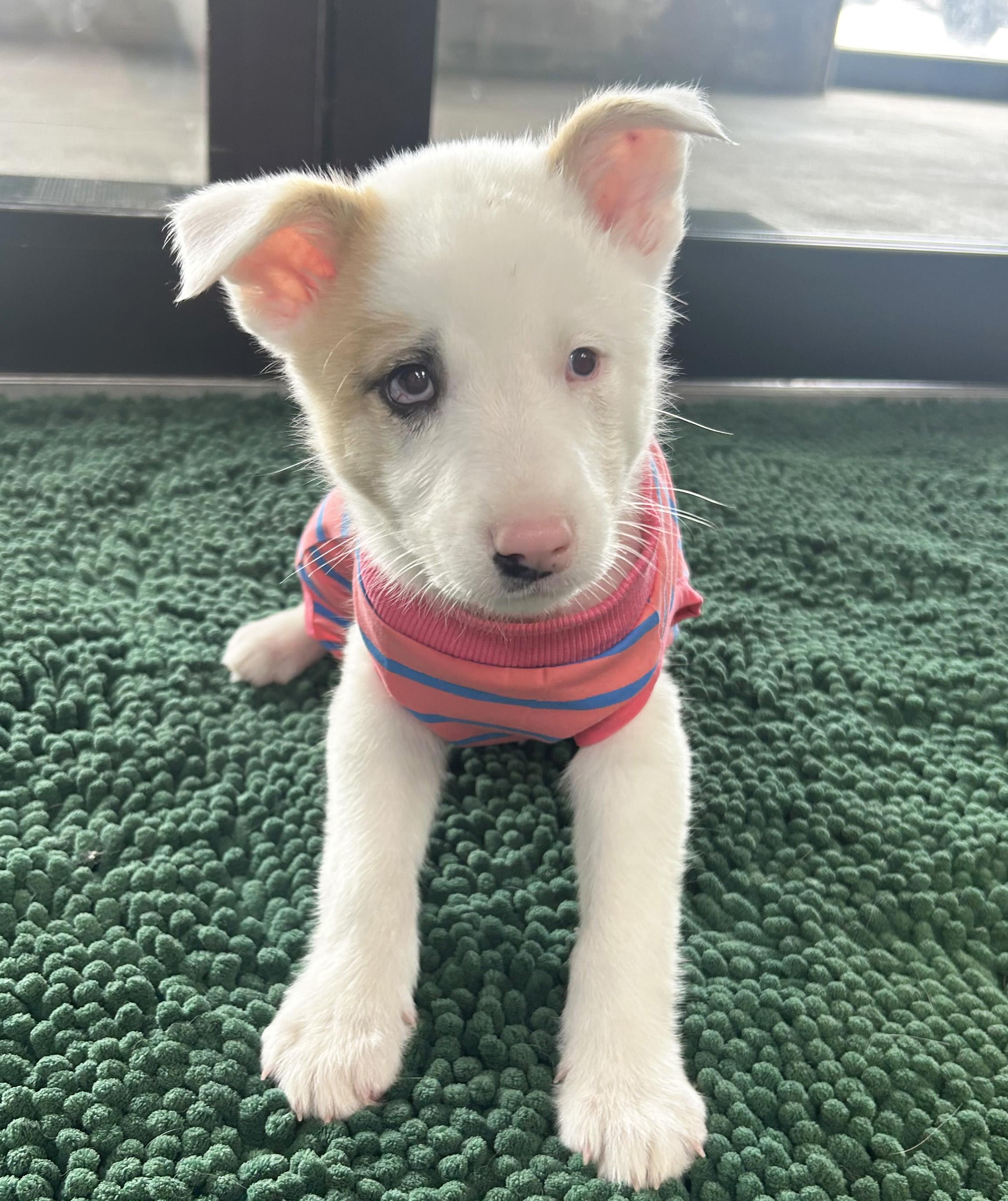 Enlarge Sky, a ADOPTABLE Australian Shepherd in Manhattan, KS image 1/6