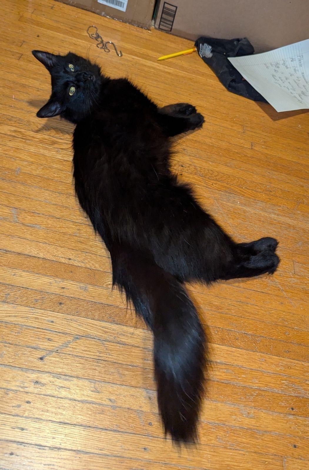 Enlarge Petunia, a Adopted Domestic Medium Hair in Rochester, NY image 6/6