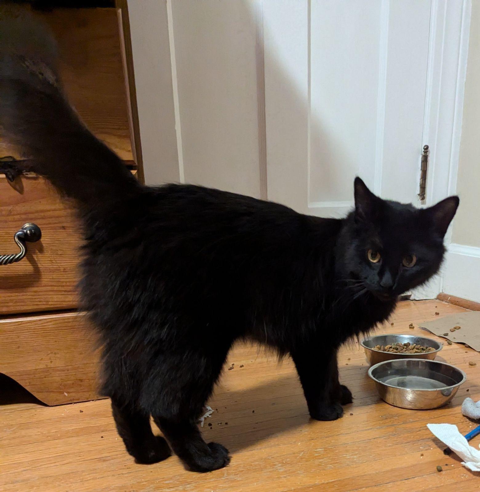 Enlarge Petunia, a Adopted Domestic Medium Hair in Rochester, NY image 3/6