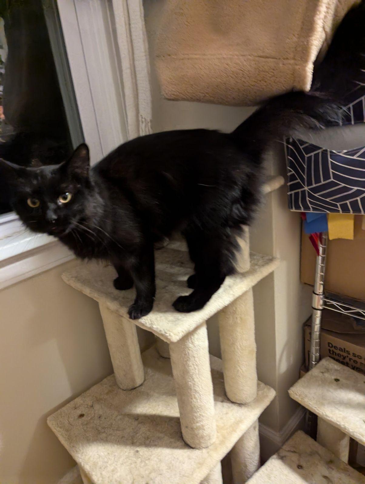 Enlarge Petunia, a Adopted Domestic Medium Hair in Rochester, NY image 2/6