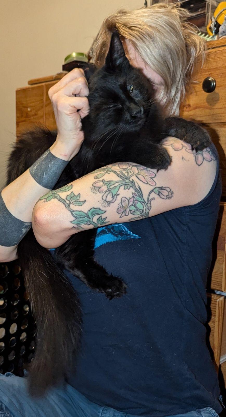 Enlarge Petunia, a Adopted Domestic Medium Hair in Rochester, NY image 4/6