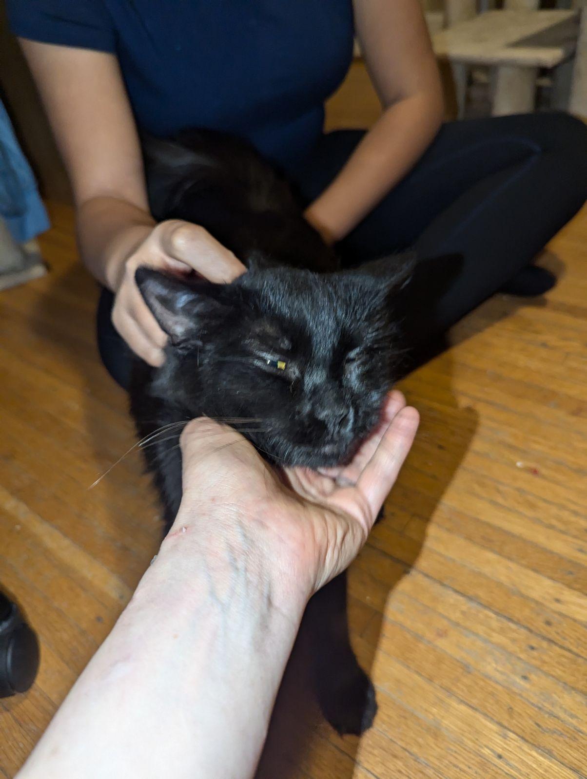 Enlarge Petunia, a Adopted Domestic Medium Hair in Rochester, NY image 5/6