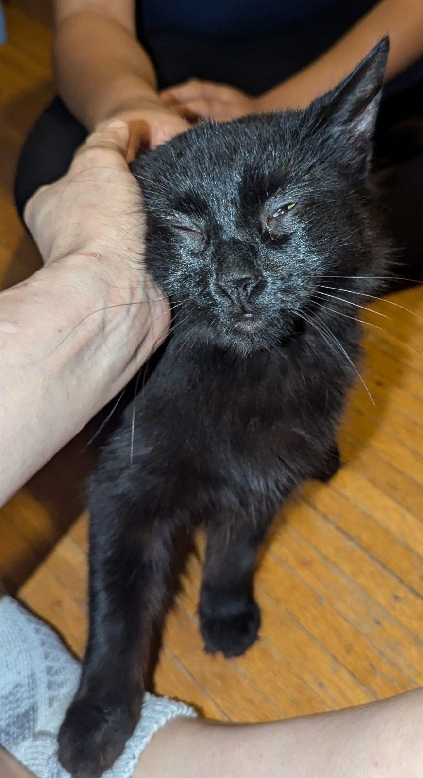 Petunia, Adopted, Adult Female Domestic Medium Hair.