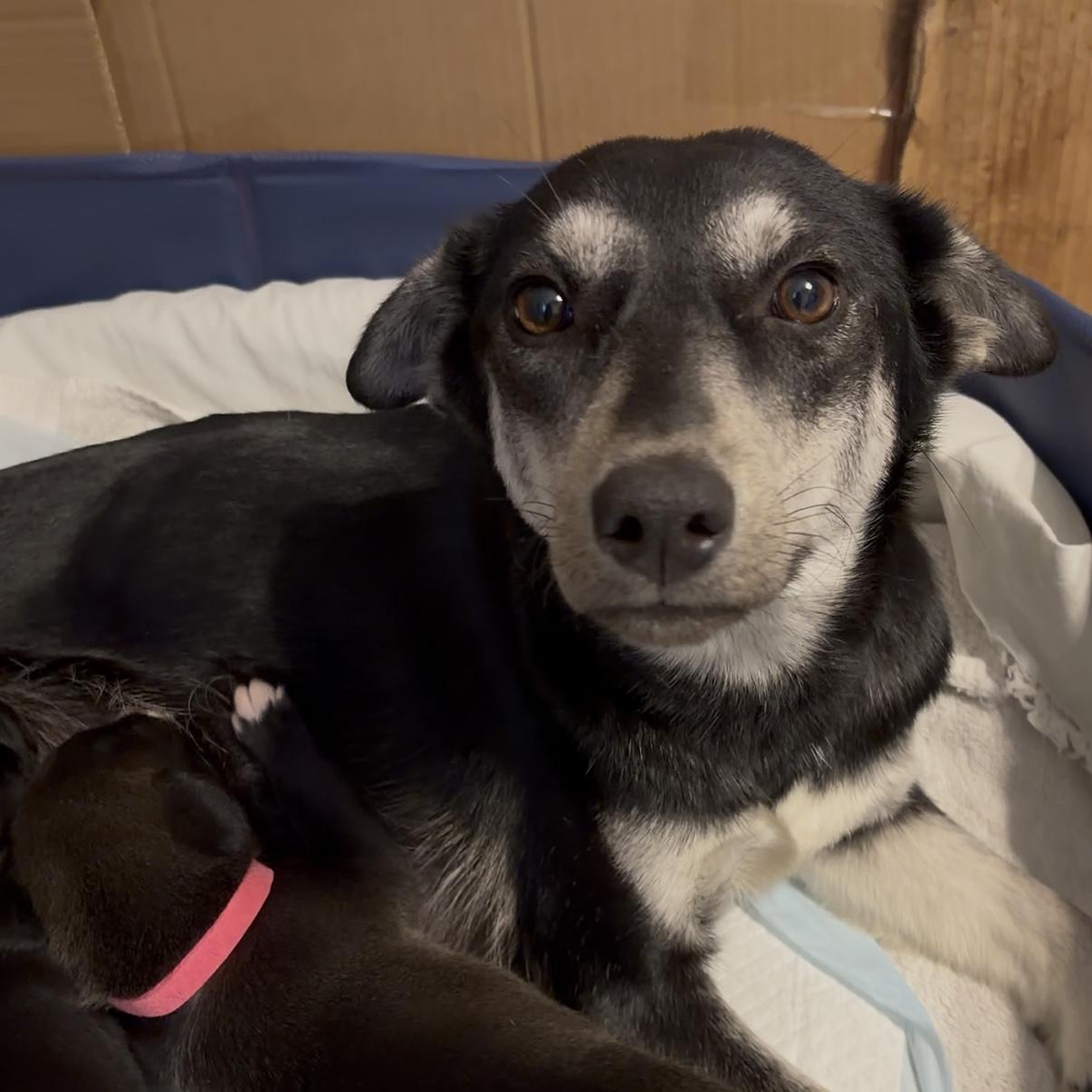 Cacaw — thumbnail 2