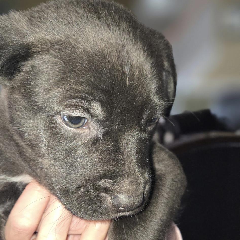 Cacaw — thumbnail 3