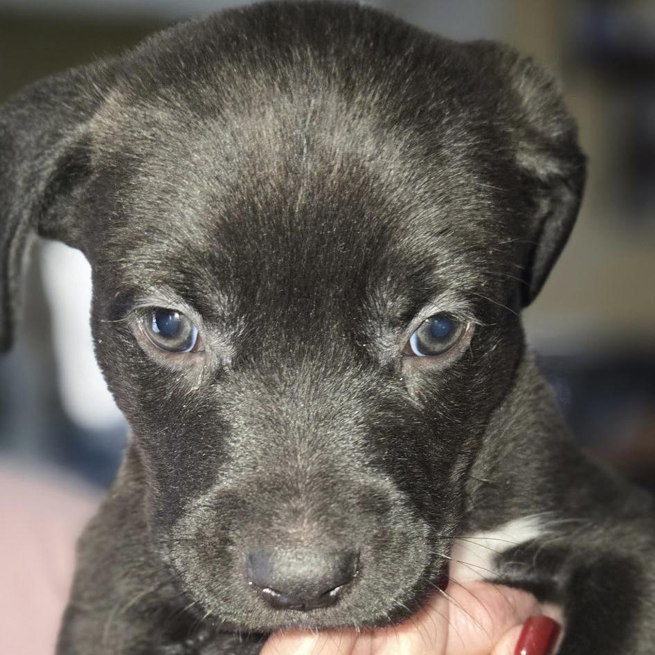 Cacaw — thumbnail 4