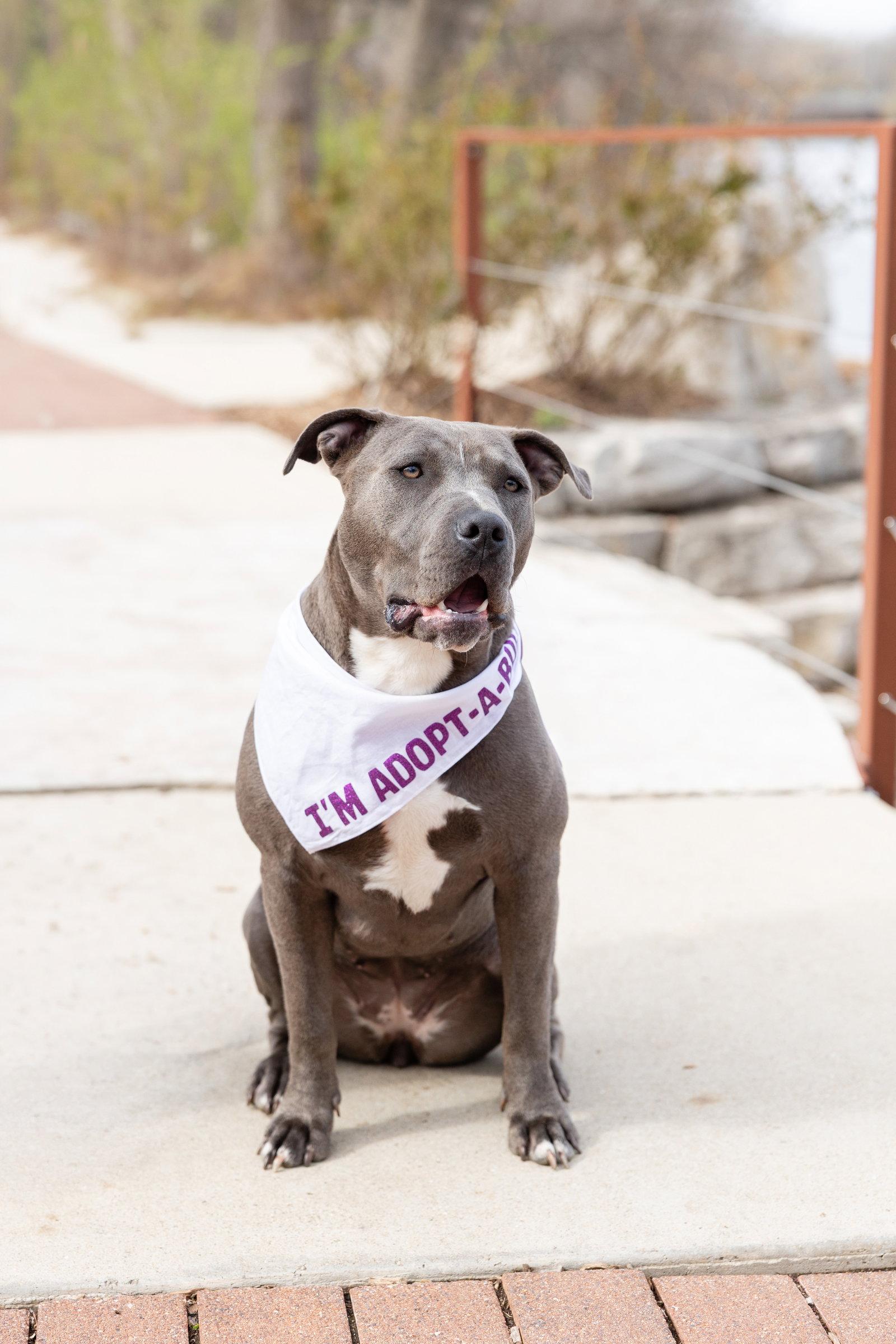 Enlarge Nerida, a Adoptable Pit Bull Terrier in Crete, IL image 1/3