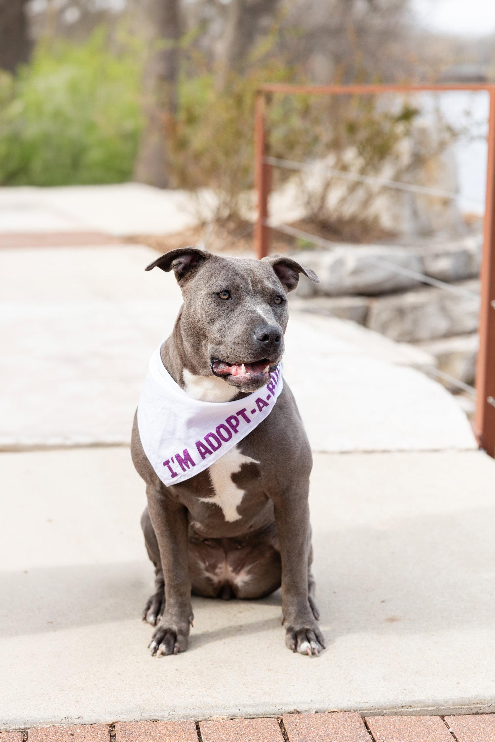 Enlarge Nerida, a Adoptable Pit Bull Terrier in Crete, IL image 2/3
