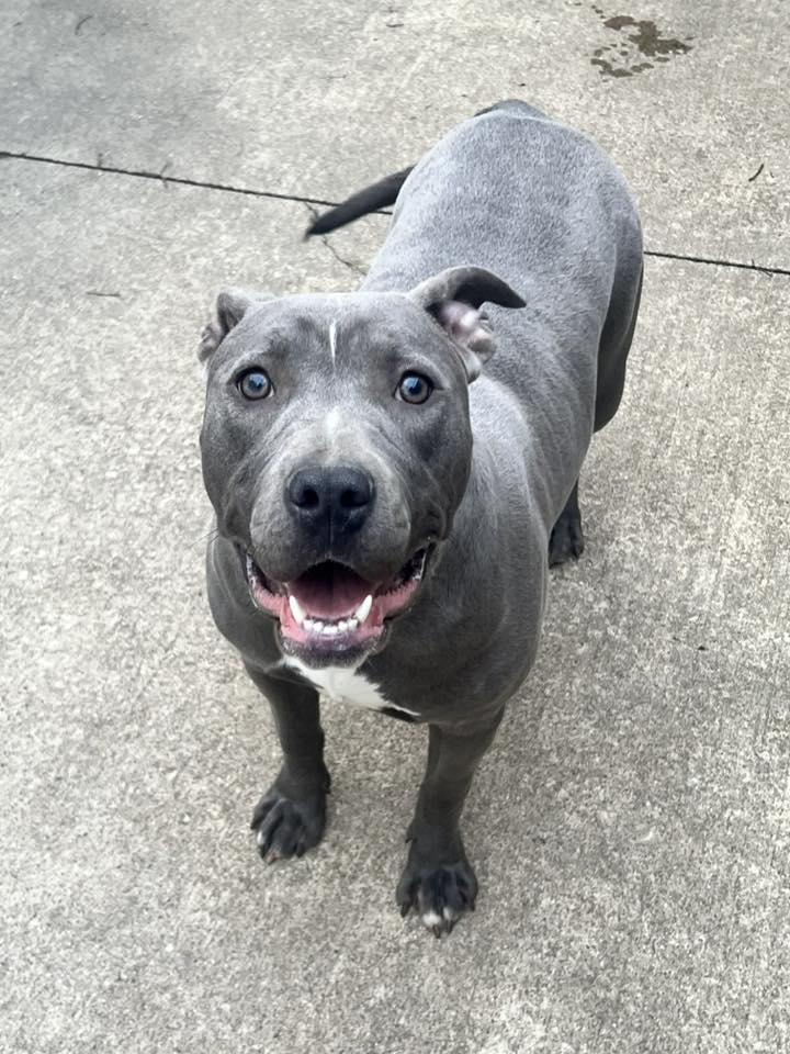 Enlarge Nerida, a Adoptable Pit Bull Terrier in Crete, IL image 2/3