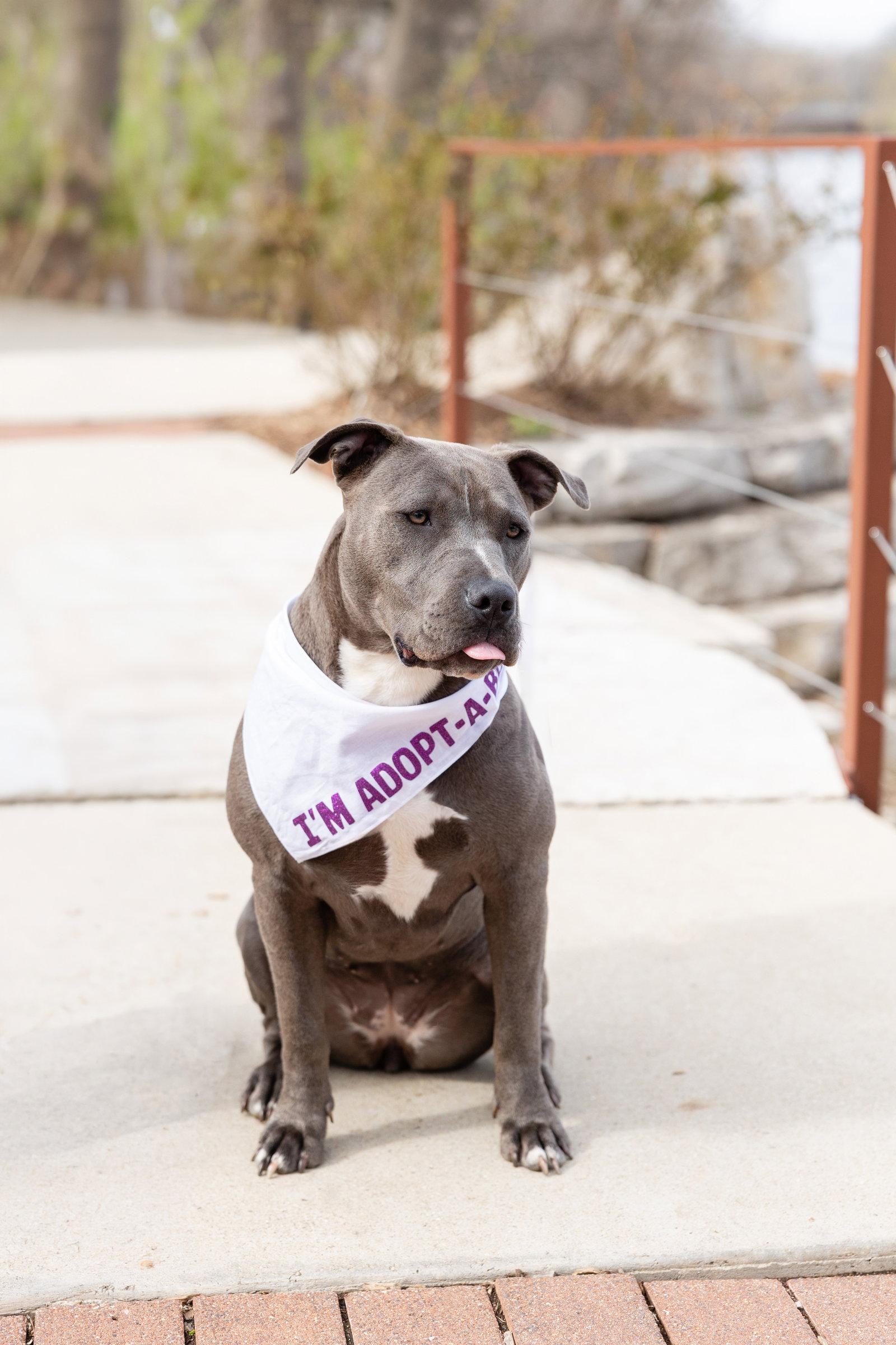 Enlarge Nerida, a Adoptable Pit Bull Terrier in Crete, IL image 3/3