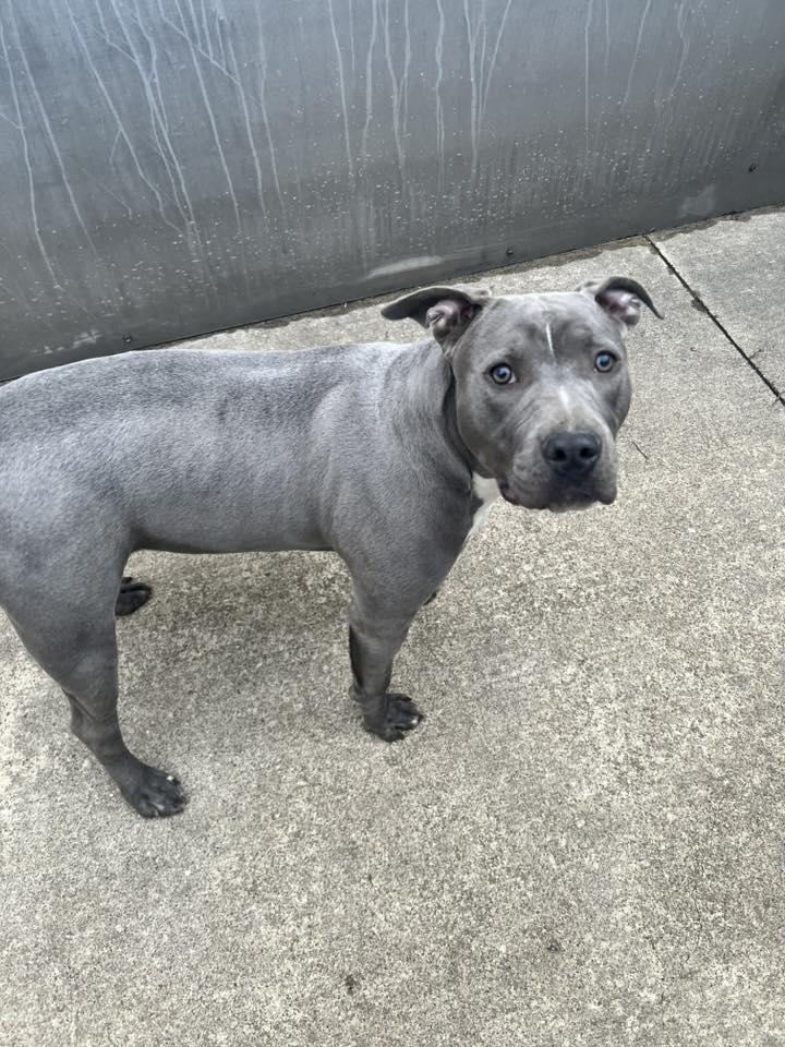 Enlarge Nerida, a Adoptable Pit Bull Terrier in Crete, IL image 3/3