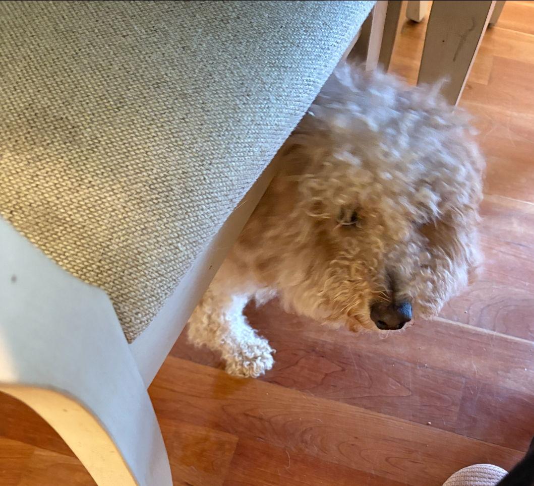 Polo, Adopted, Adult Male Poodle & Bichon Frise.