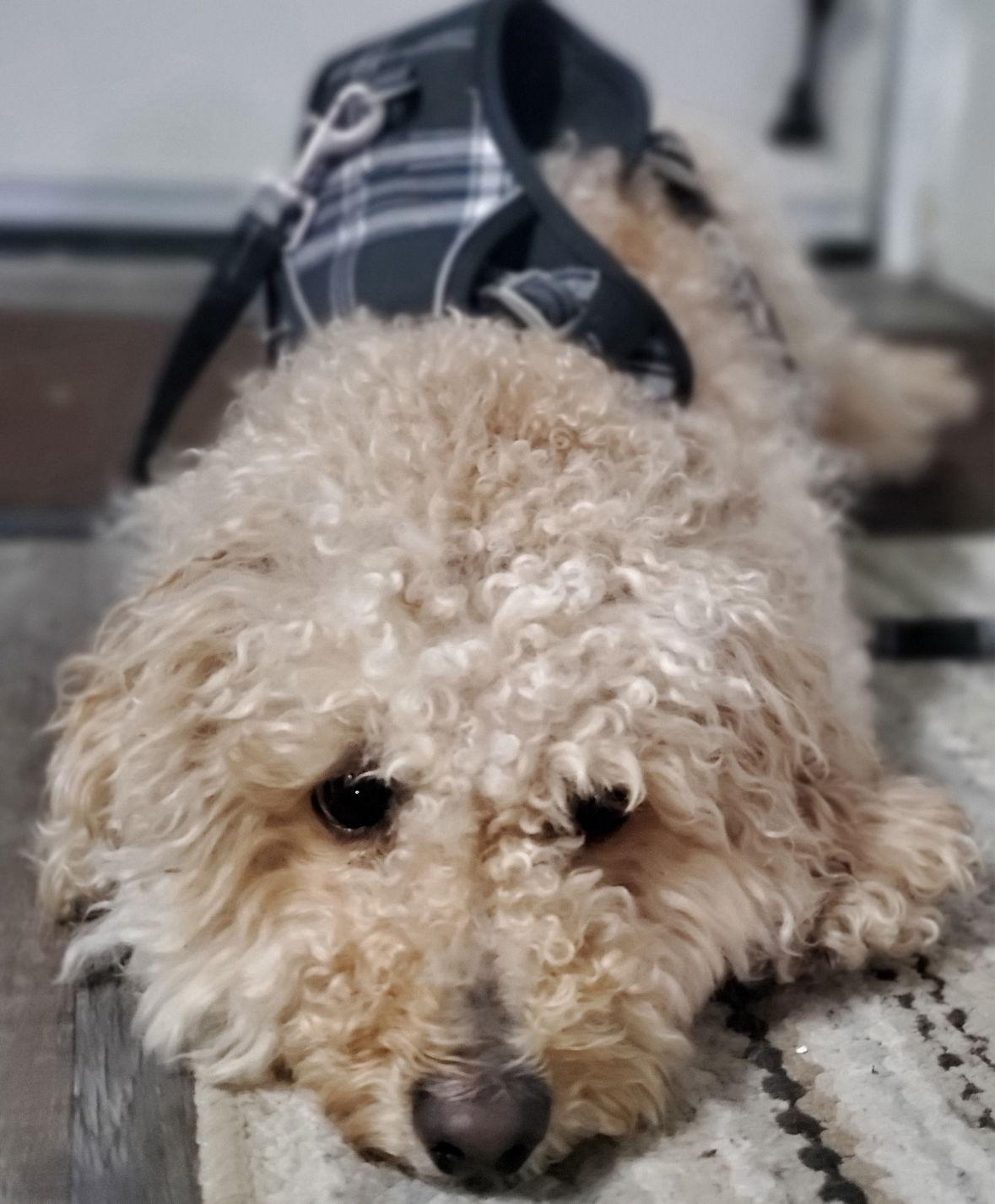 Enlarge Polo, a Adopted mixed breed in Cuyahoga Falls, OH image 2/2