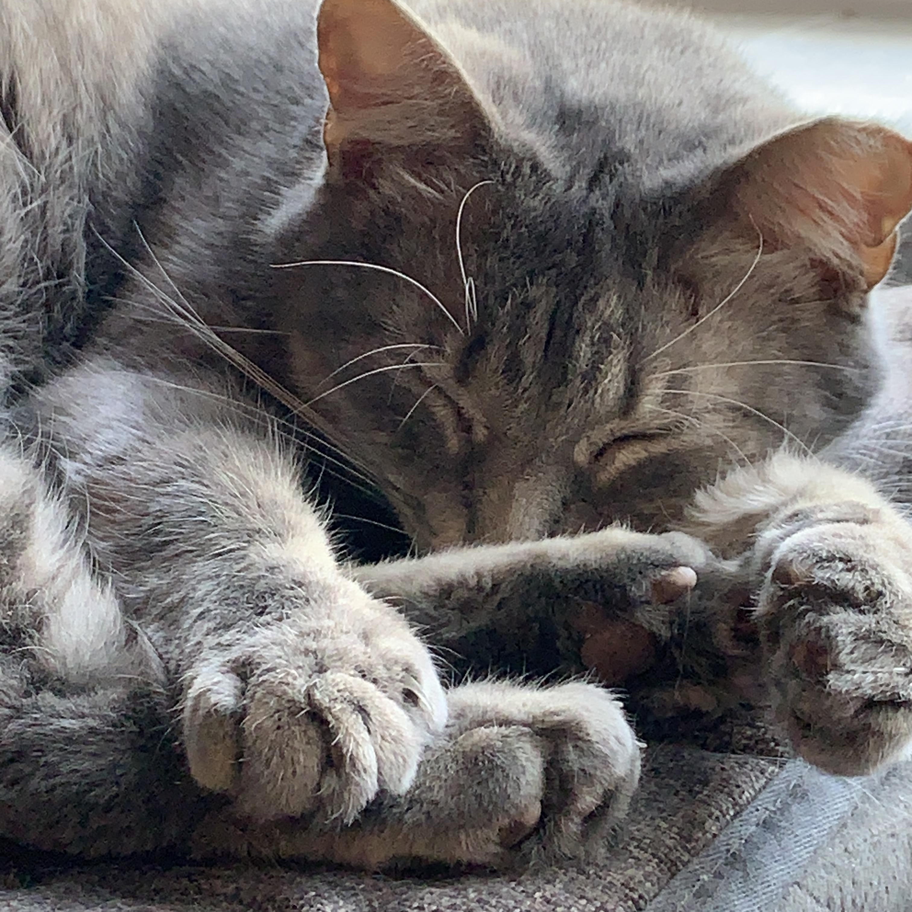 Enlarge Serafina, a Adoptable Domestic Short Hair in Saint Charles, MO image 1/2