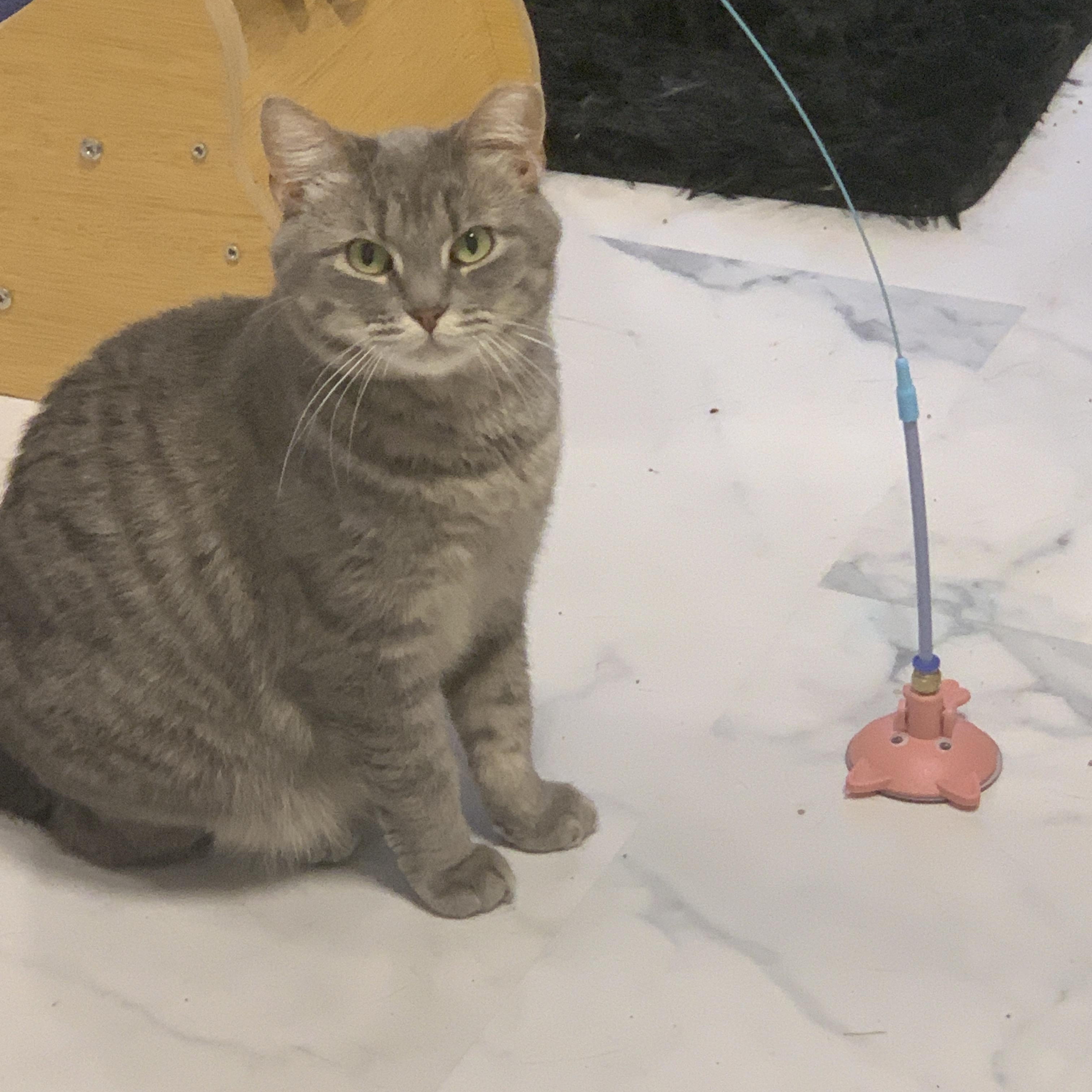 Enlarge Serafina, a Adoptable Domestic Short Hair in Saint Charles, MO image 2/2