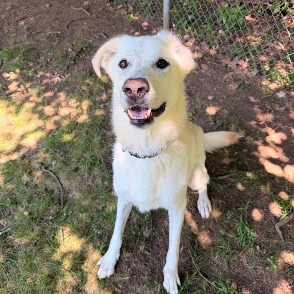 Enlarge Jovi (Courtesy Posting), a Adoptable mixed breed in Hopkinton, MA image 1/3