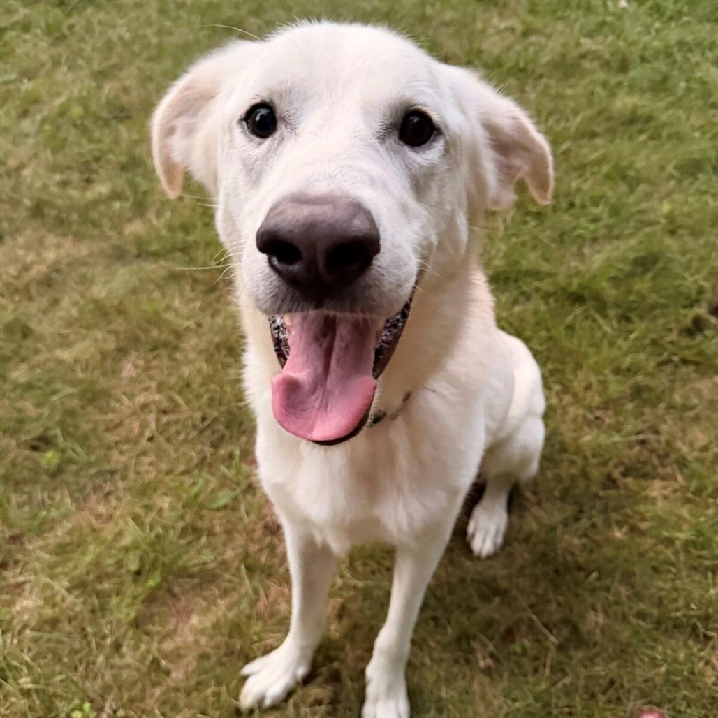 Enlarge Jovi (Courtesy Posting), a Adoptable mixed breed in Hopkinton, MA image 2/3