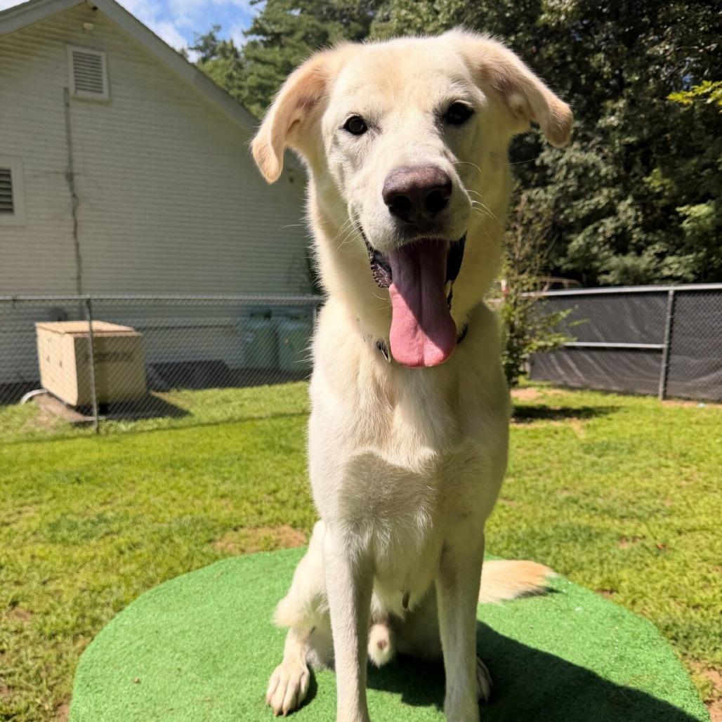 Enlarge Jovi (Courtesy Posting), a Adoptable mixed breed in Hopkinton, MA image 3/3
