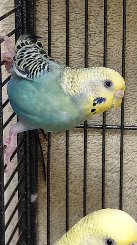 Enlarge Green girl 2, a Adoptable Parakeet (Other) in Cincinnati, OH image 1/1