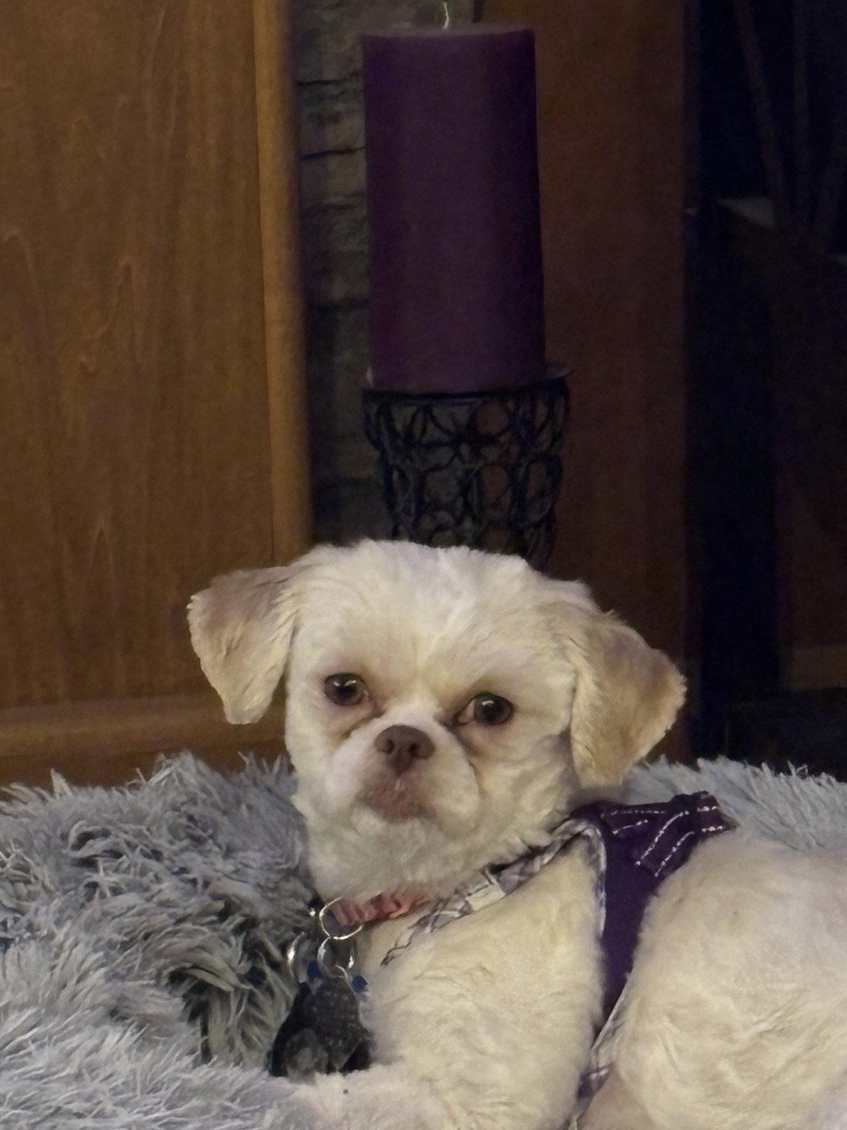 Wynter-ARR, Adoptable, Young Female Maltese.