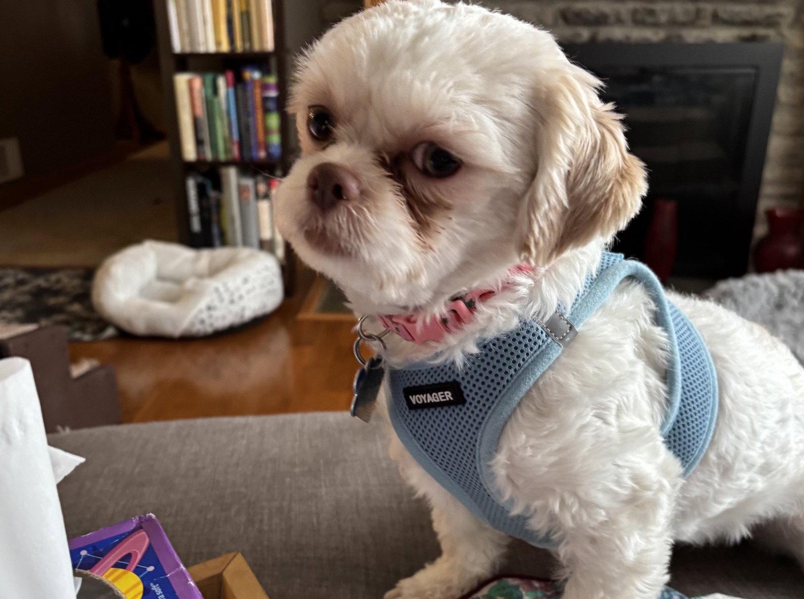 Wynter-ARR, a Adoptable Maltese in Pataskala, OH image 2/3