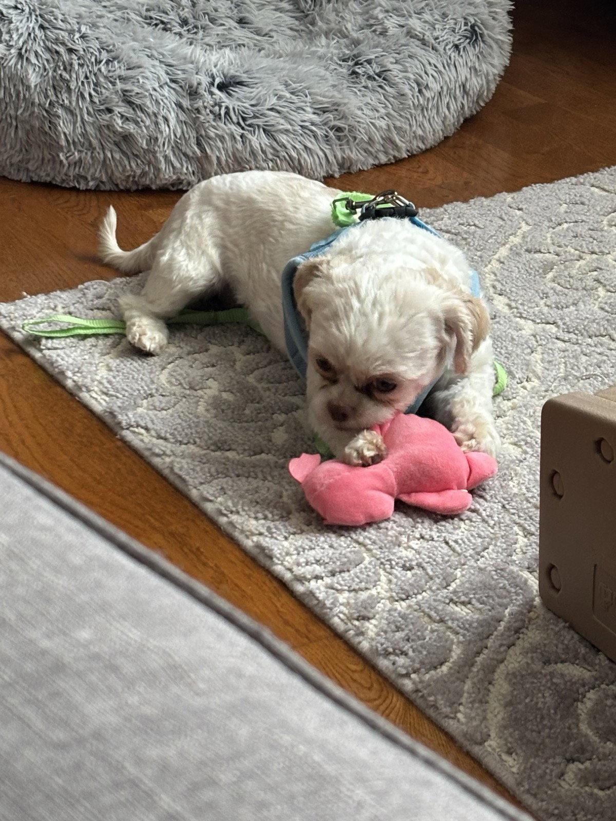 Wynter-ARR, a Adoptable Maltese in Pataskala, OH image 3/3