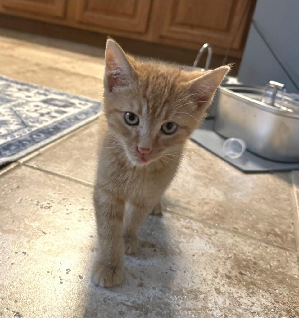 Jack, Adoptable, Kitten Male Domestic Medium Hair.