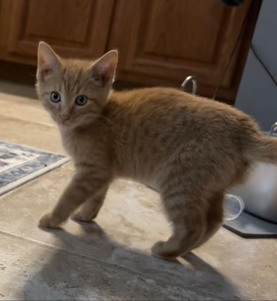 Enlarge Jack, a Adoptable mixed breed in Buford, GA image 2/5