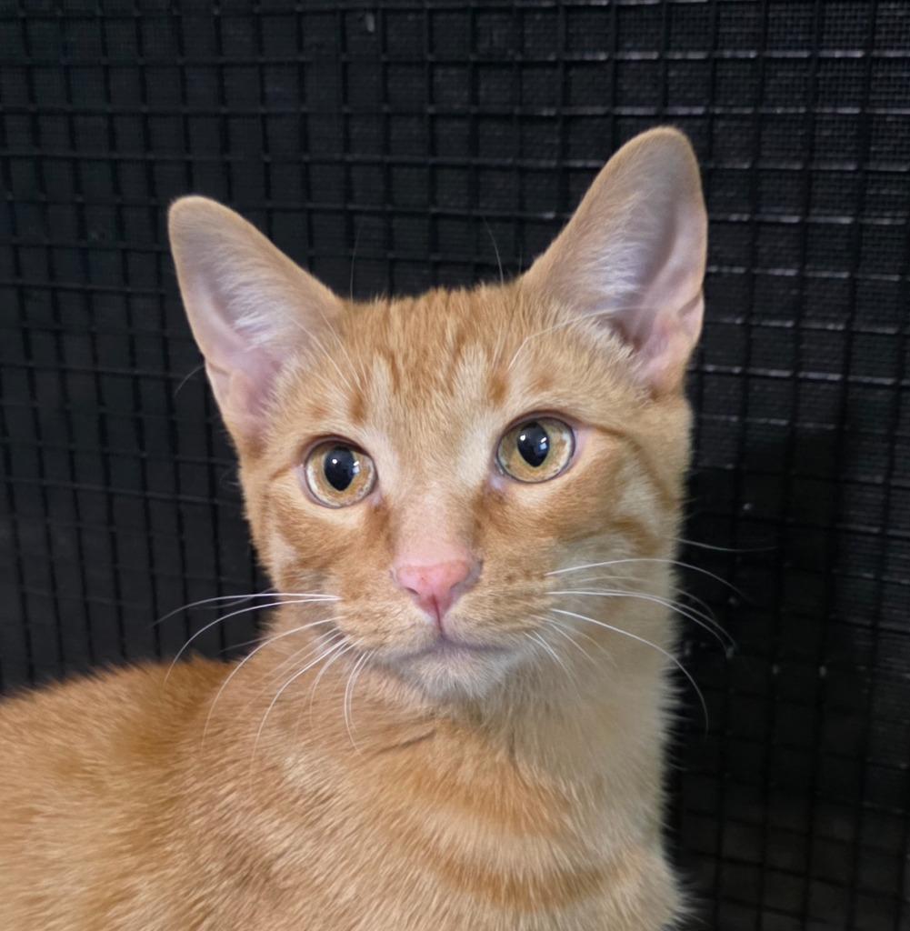 Enlarge Jack, a Adoptable mixed breed in Buford, GA image 3/6