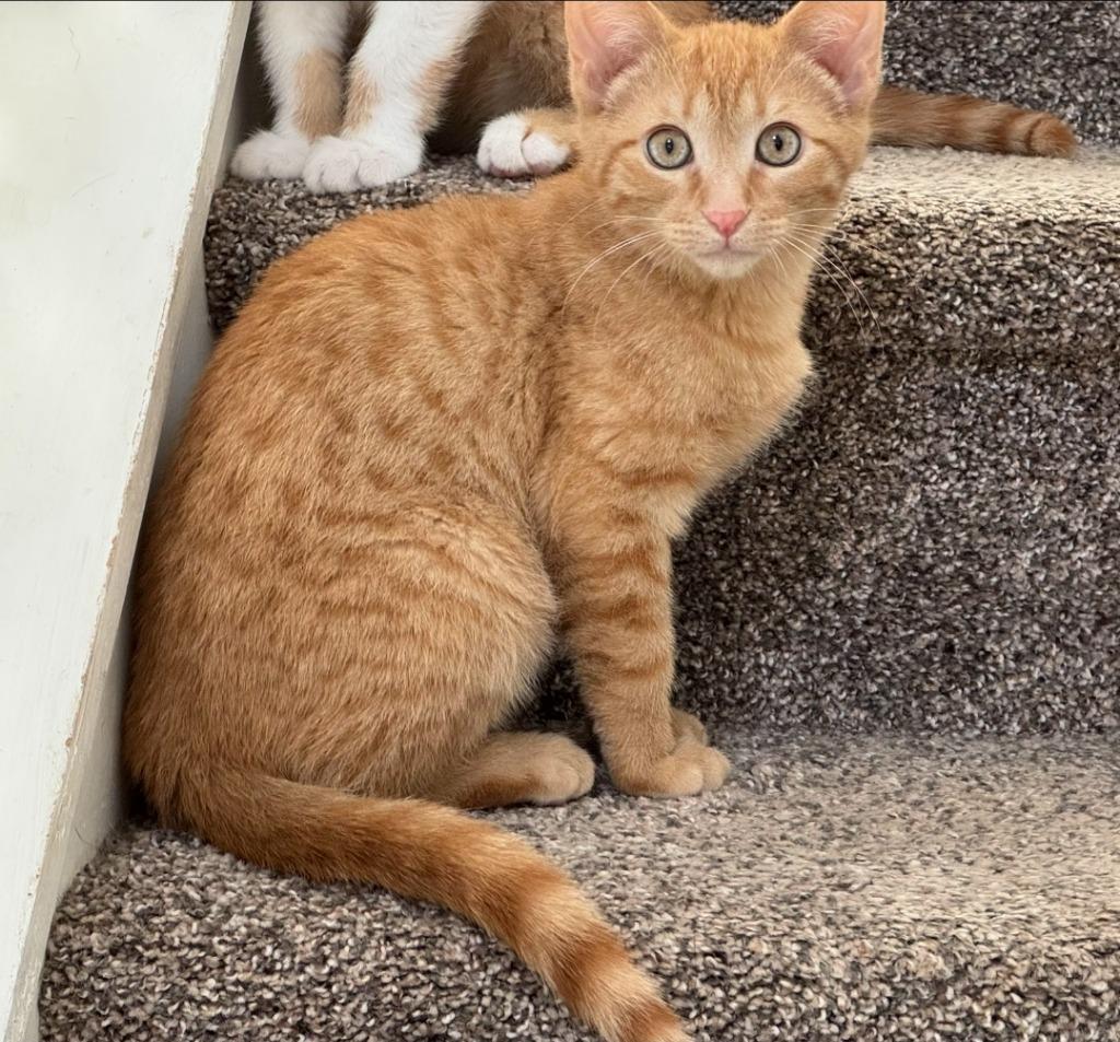 Enlarge Jack, a Adoptable mixed breed in Buford, GA image 3/5