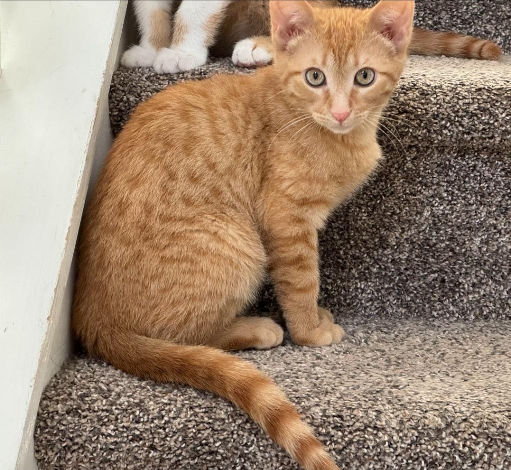 Enlarge Jack, a Adoptable mixed breed in Buford, GA image 4/5