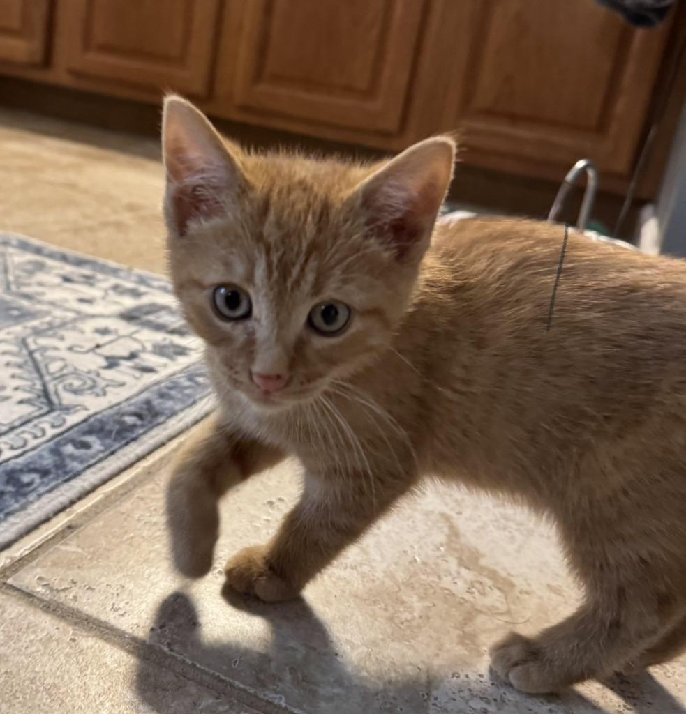 Enlarge Jack, a Adoptable mixed breed in Buford, GA image 5/5
