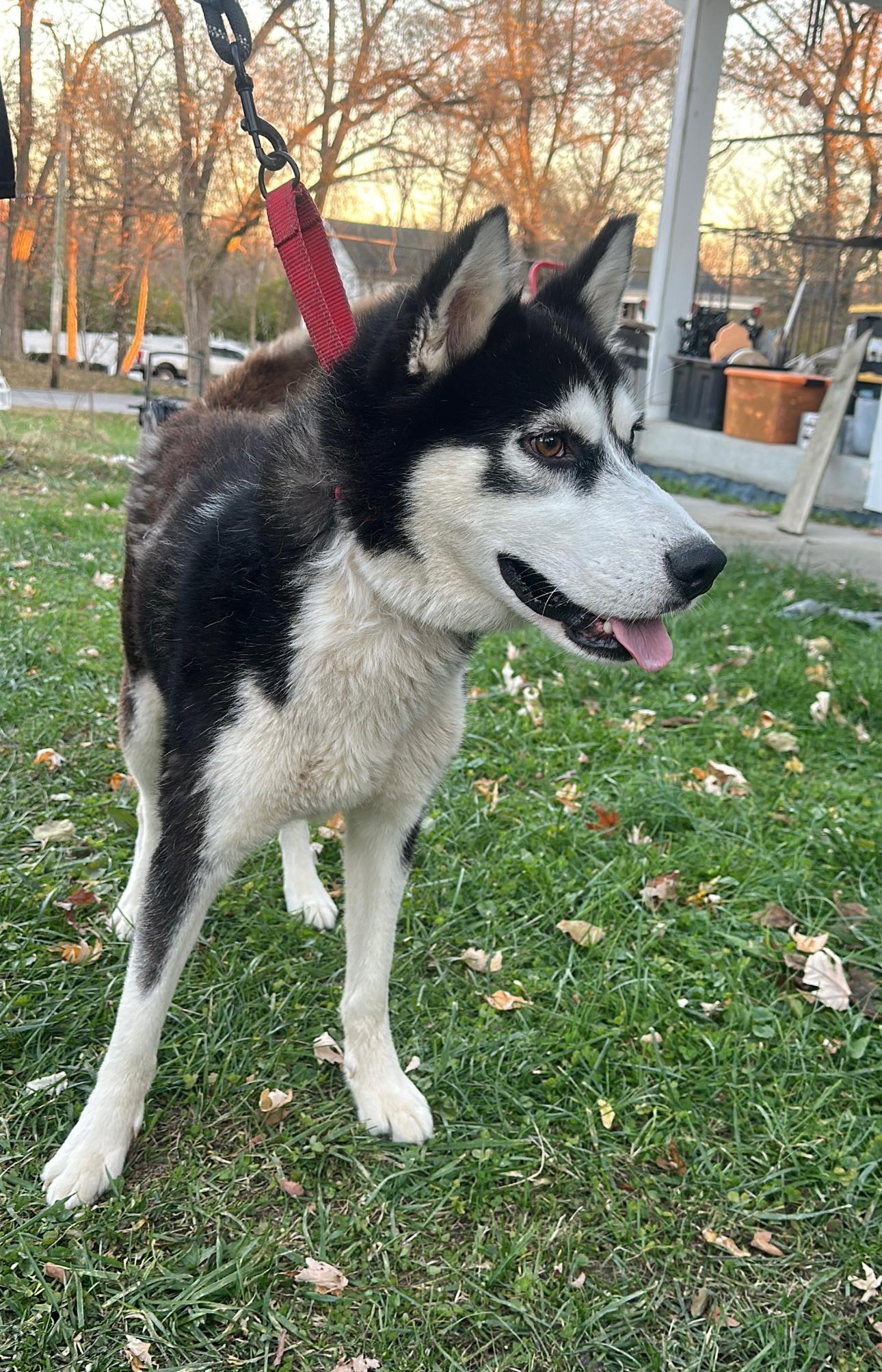 Sebastian! Excited silly goober!