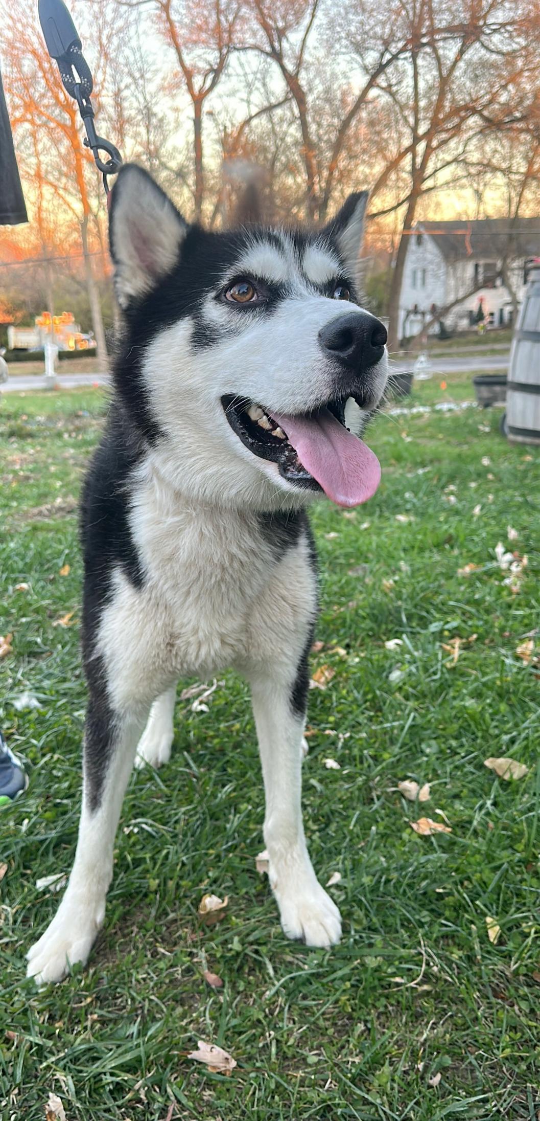 Sebastian! Excited silly goober! — thumbnail 2