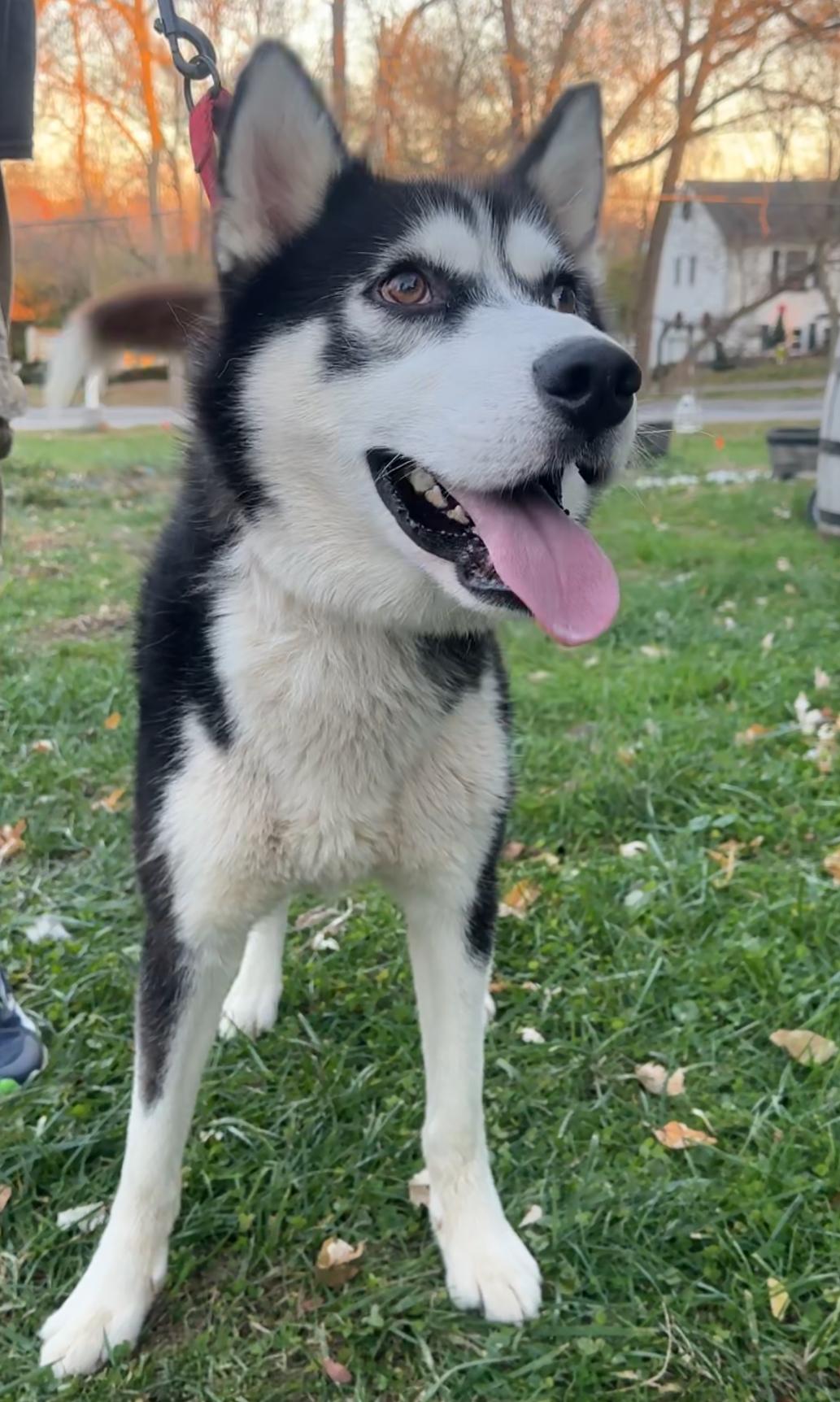 Sebastian! Excited Silly Goober! thumbnail 4