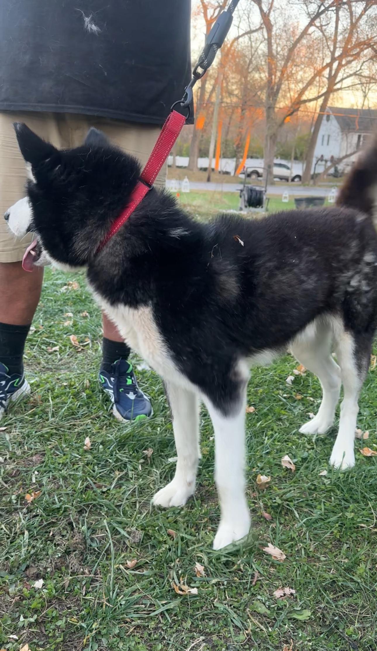 Sebastian! Excited silly goober! — thumbnail 4