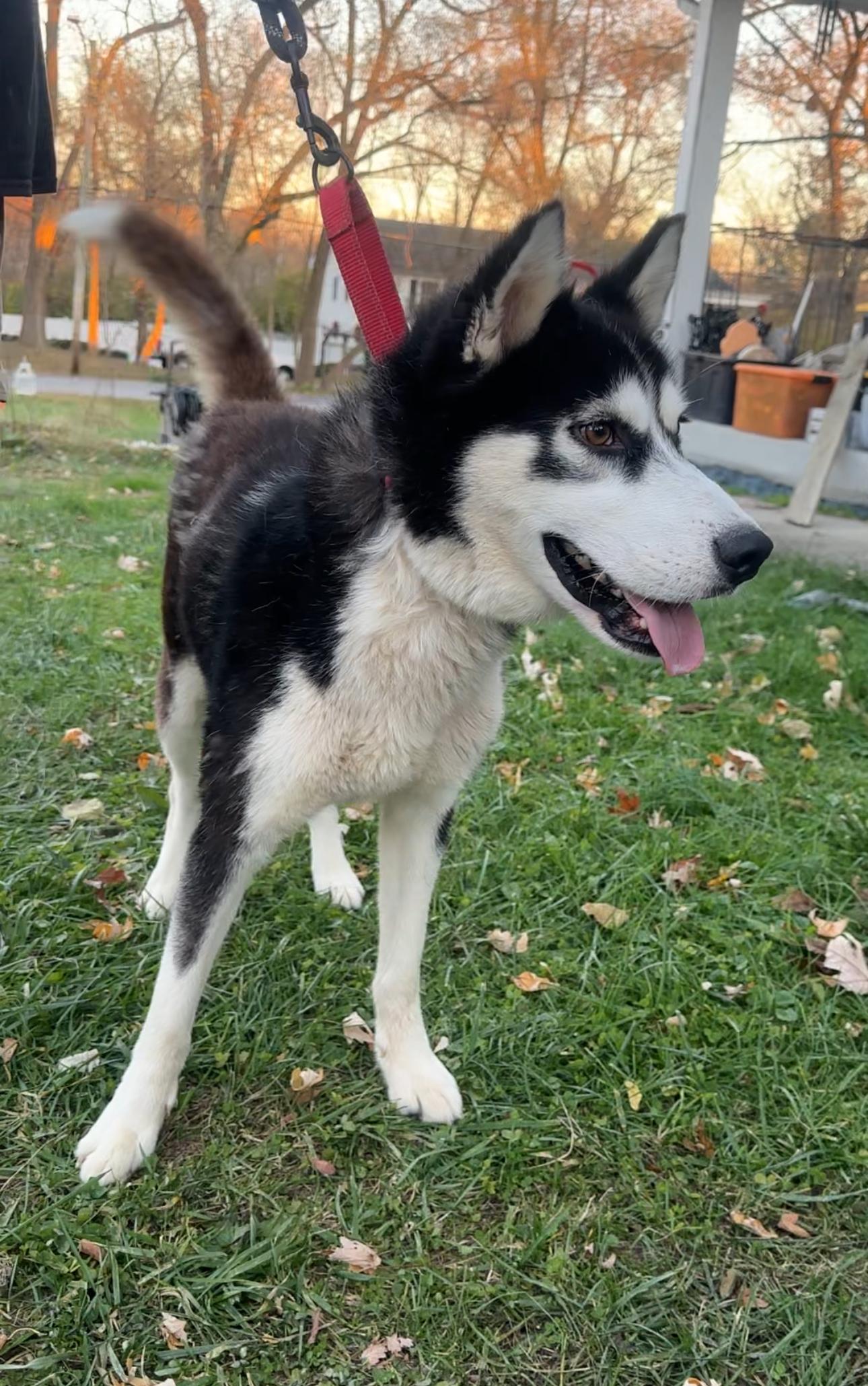 Sebastian! Excited silly goober! — thumbnail 5