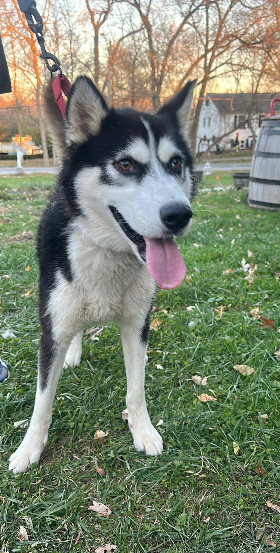 Sebastian! Excited silly goober! — thumbnail 6