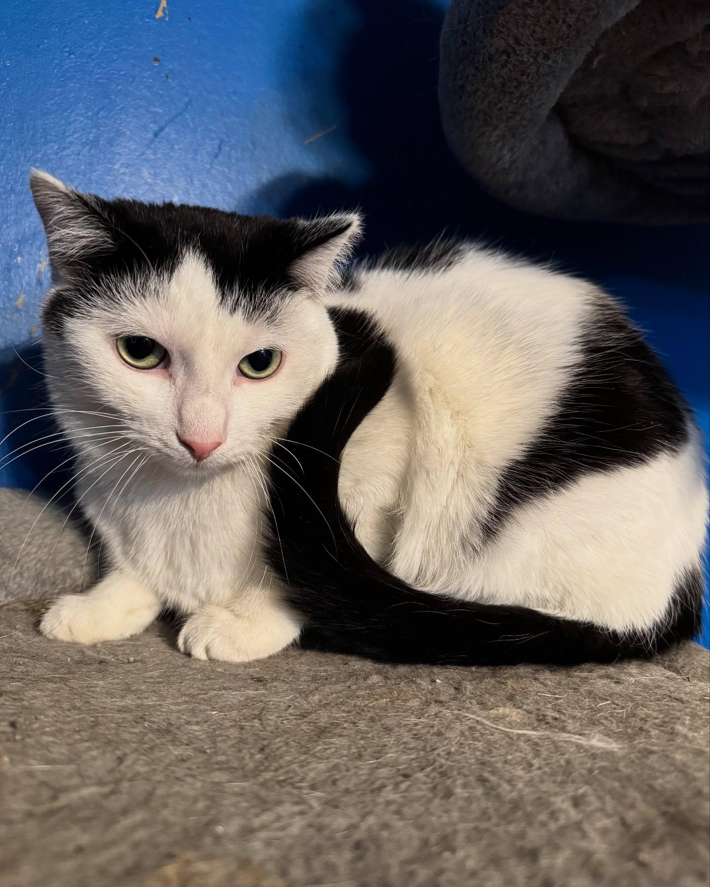 Enlarge Lilo **Shy**, a Adoptable American Shorthair in Rochester, NY image 1/6