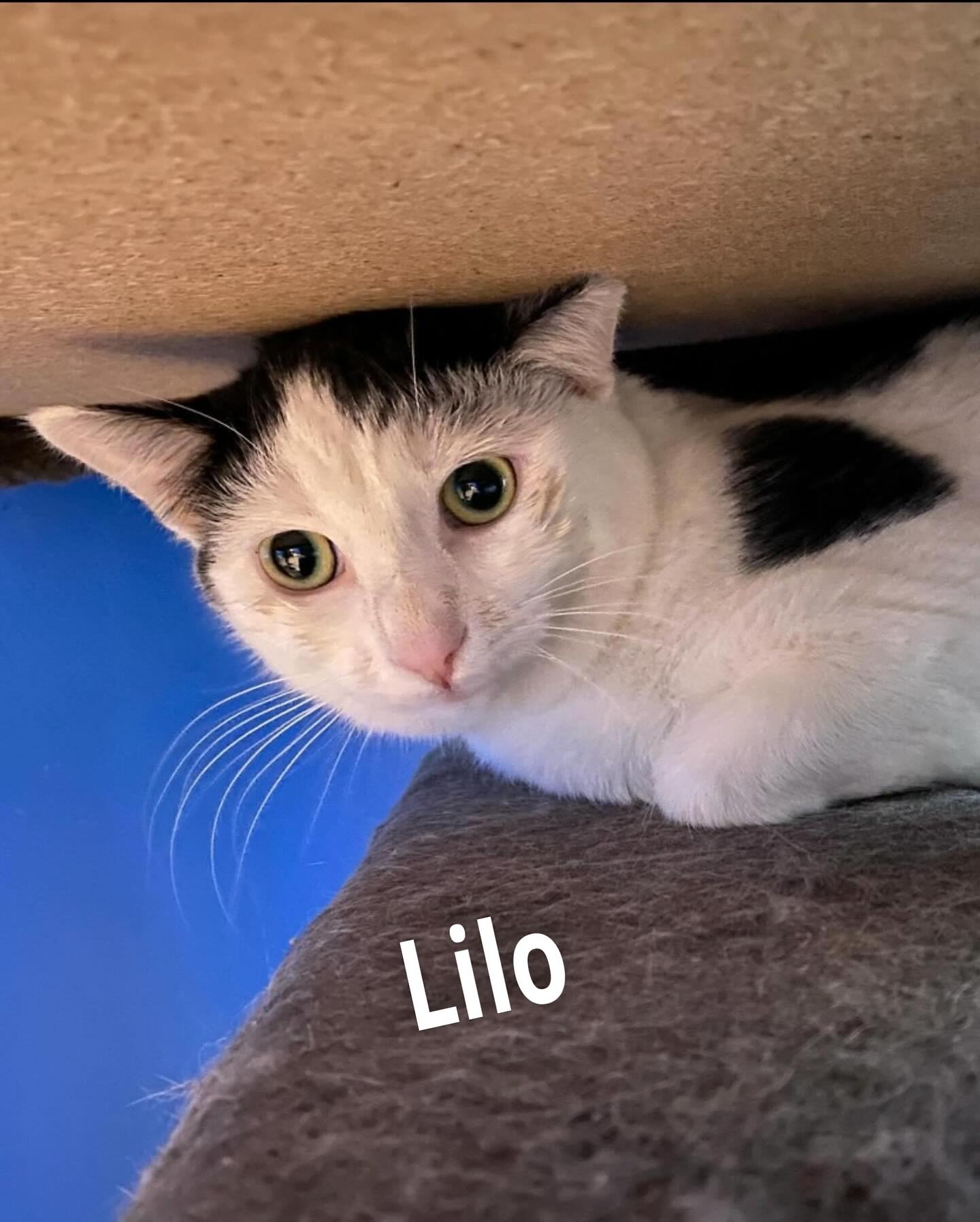 Enlarge Lilo **Shy**, a Adoptable American Shorthair in Rochester, NY image 3/6