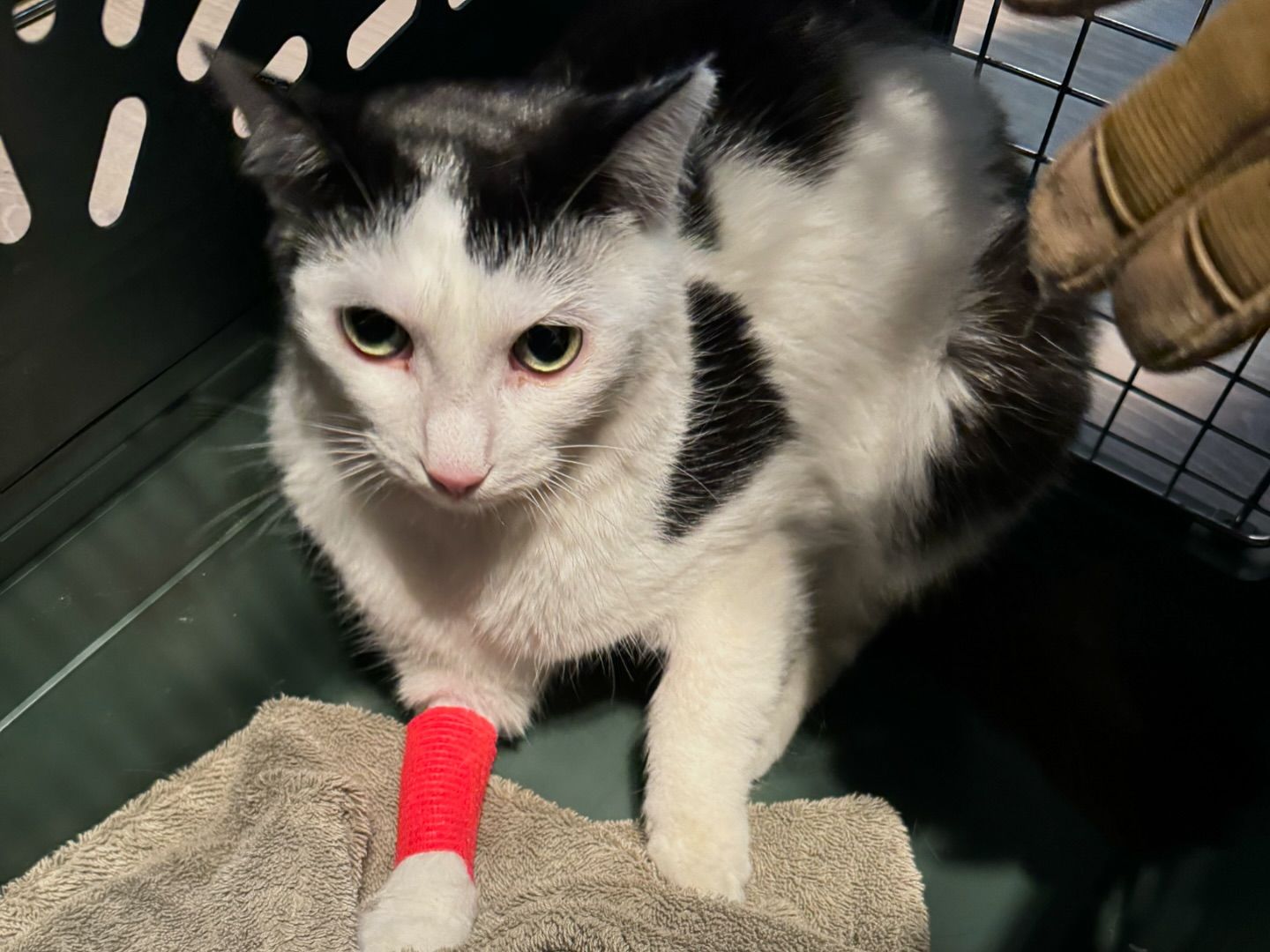 Lilo Shy thumbnail 4