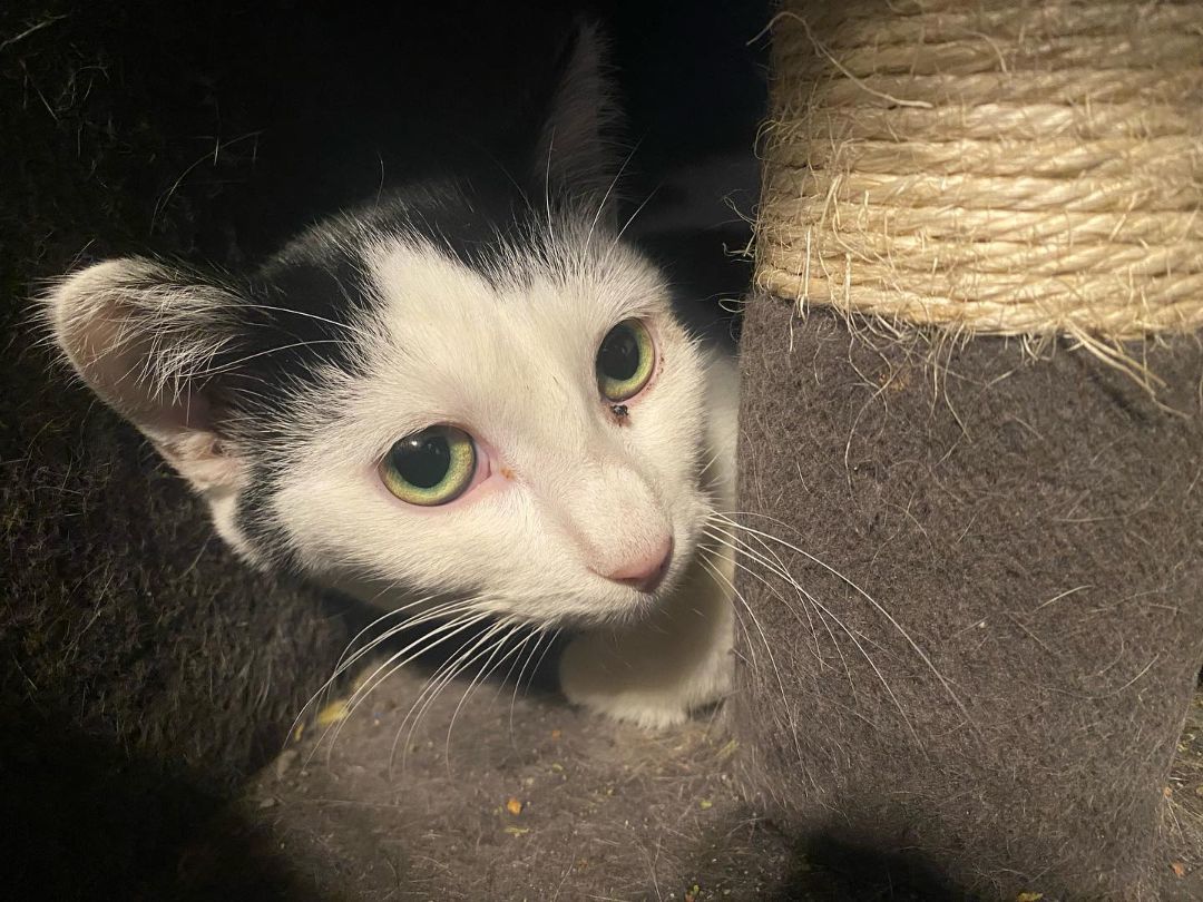 Enlarge Lilo **Shy**, a Adoptable American Shorthair in Rochester, NY image 5/6