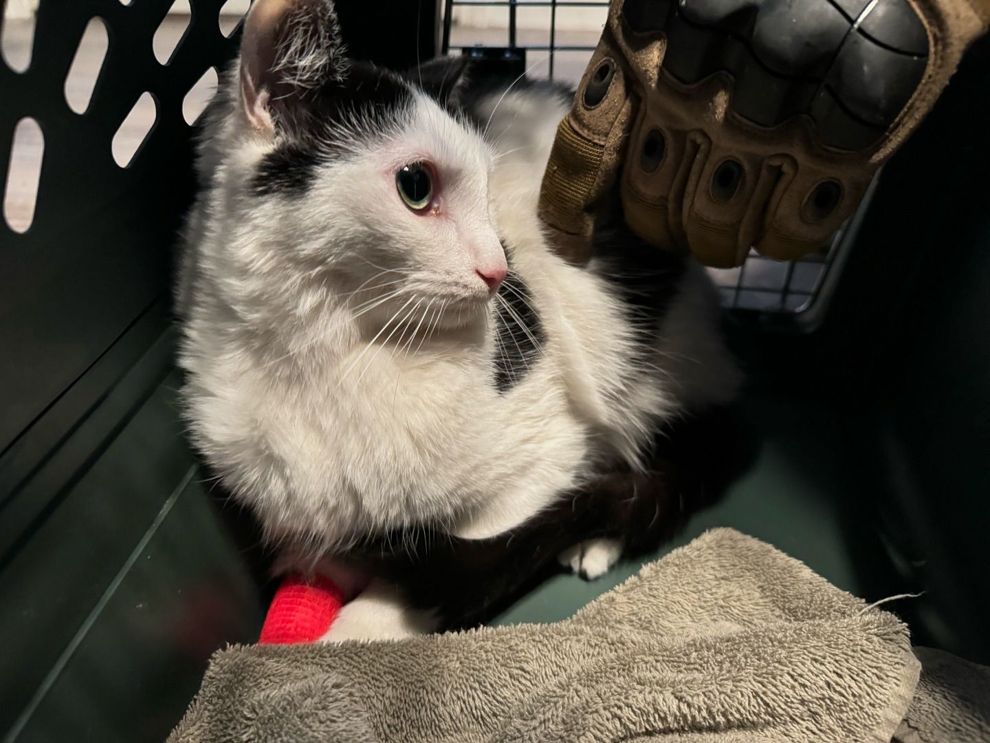 Enlarge Lilo **Shy**, a Adoptable American Shorthair in Rochester, NY image 4/6