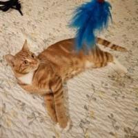 Enlarge Watson, a Adoptable Domestic Short Hair in Los Angeles, CA image 2/3