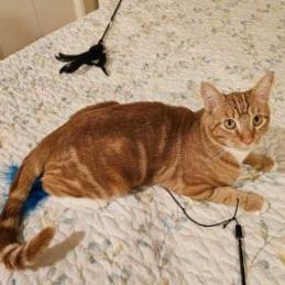 Enlarge Watson, a Adoptable Domestic Short Hair in Los Angeles, CA image 3/3