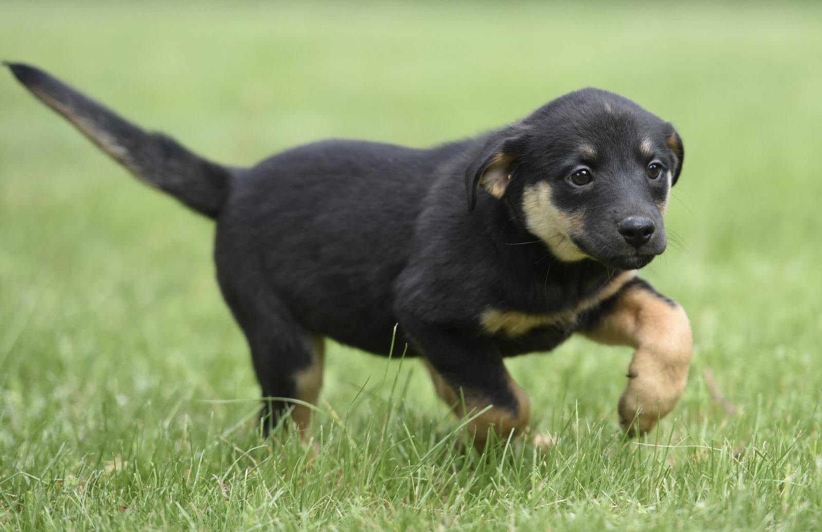 Enlarge SOPHIE, a Adoptable mixed breed in Mechanicsburg, PA image 1/3