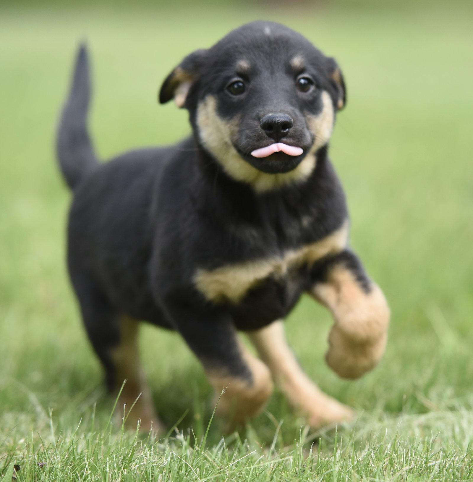 Enlarge SOPHIE, a Adoptable mixed breed in Mechanicsburg, PA image 2/3